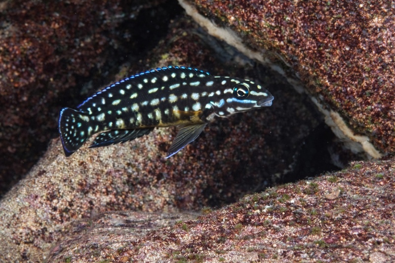 Julidochromis cf. marlieri 'Nausingili Island'